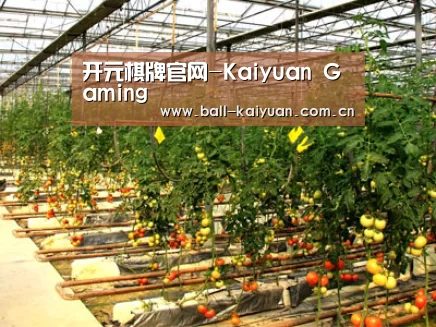 种植基地二(图1)